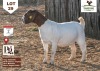 1X Boer Goat Doe THABONG FARMS