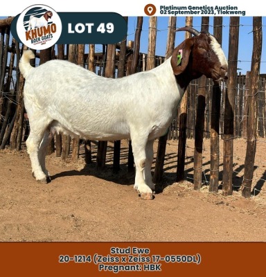 1X Boer Goat Doe KHUMO BOER GOAT STUD