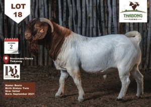 1X Boer Goat Buck THABONG FARMS