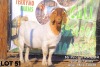 1X Boer Goat Buck TERRYMO STUD