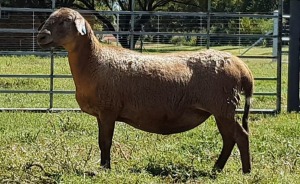 1X OOI/EWE B3 Genetics - Charles Freeme - 074 207 0007