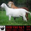 LOT 57 3X MEATMASTER OOIE/EWE COLLEN MEATMASTERS(PER STUK OM LOT TE NEEM/PER PIECE TO TAKE THE LOT) - 3