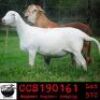 LOT 57 3X MEATMASTER OOIE/EWE COLLEN MEATMASTERS(PER STUK OM LOT TE NEEM/PER PIECE TO TAKE THE LOT) - 3