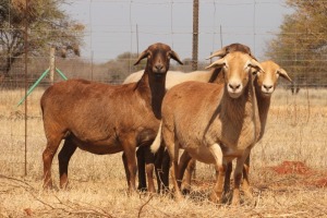 4X MEATMASTER OOI/EWE KLIPPUT MEATMASTERS (Pay per Animal)