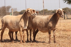 3X MEATMASTER OOI/EWE KLIPPUT MEATMASTERS (Pay per Animal)