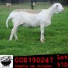 LOT 57 3X MEATMASTER OOIE/EWE COLLEN MEATMASTERS(PER STUK OM LOT TE NEEM/PER PIECE TO TAKE THE LOT) - 4