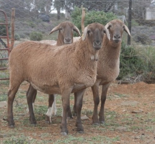 3X MEATMASTER OOI/EWE WILGERBOOM MEATMASTERS (Pay per Animal)