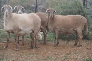 3+1X MEATMASTER OOI/EWE WILGERBOOM MEATMASTERS (Pay per Animal)