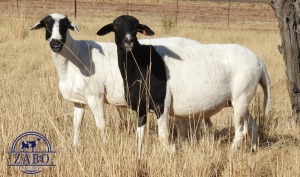 2X MEATMASTER OOI/EWE ZABO BOERDERY (Pay per Animal)