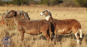 1X MEATMASTER OOI/EWE ZABO BOERDERY