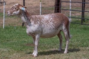 1X OOI/EWE B3 Genetics - Charles Freeme - 074 207 0007 (Highest Bidder may choose A or B of Lot round or take all - Pay per piece. Choice once per Lot round, Rest to take all)