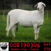 LOT 57 3X MEATMASTER OOIE/EWE COLLEN MEATMASTERS(PER STUK OM LOT TE NEEM/PER PIECE TO TAKE THE LOT) - 5