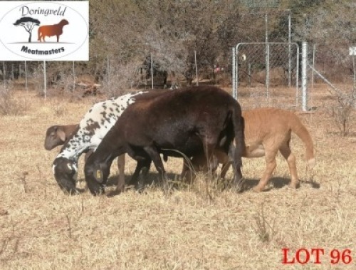 2+2X MEATMASTER OOI/EWE DORINGVELD MEATMASTERS (Pay per Animal)
