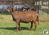 1X MEATMASTER OOI/EWE LANGKLOOF GAME FARM - 2