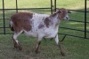 1X OOI/EWE B3 Genetics - Charles Freeme - 074 207 0007 - 3