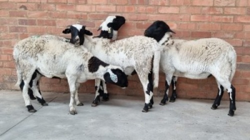 4x MEATMASTER EWE COIS DELPORT (Pay per Animal)