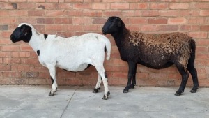 2x MEATMASTER EWE COIS DELPORT (Pay per Animal)