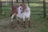 1X OOI/EWE B3 Genetics - Charles Freeme - 074 207 0007 - 5
