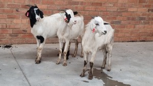 3x VELD GOATS HAMMEL THIFHELIMBILU MAGRET RAMUKUMBA (Pay per Animal)