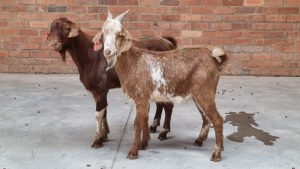 2x VELD GOATS HAMMEL THIFHELIMBILU MAGRET RAMUKUMBA (Pay per Animal)