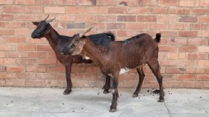 2x VELD GOATS DOE THIFHELIMBILU MAGRET RAMUKUMBA (Pay per Animal)