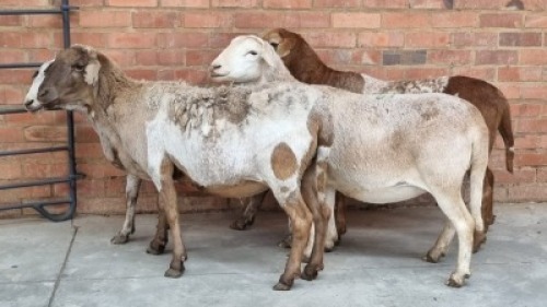 4x MEATMASTER EWE COIS DELPORT (Pay per Animal)