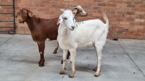 3x VELD GOATS HAMMEL THIFHELIMBILU MAGRET RAMUKUMBA (Pay per Animal)