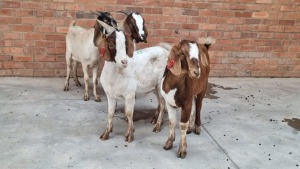 4x VELD GOATS HAMMEL VHUGALA MPANAMANA (Pay per Animal)