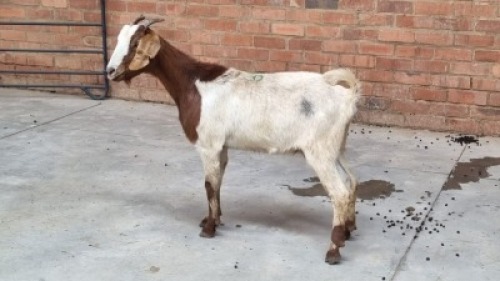 1x VELD GOATS DOE VHUGALA MPANAMANA