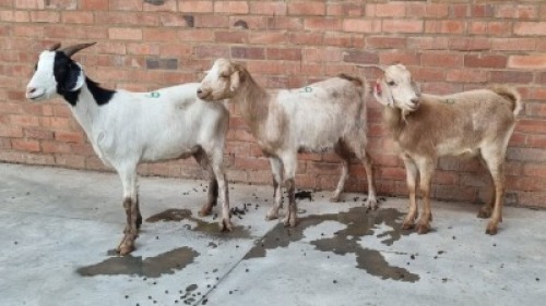 3x VELD GOATS HAMMEL VHUTSHILO MUNYAI (Pay per Animal)