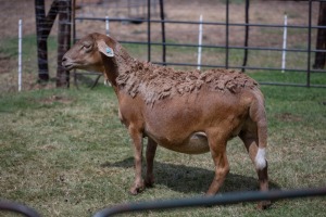 1X OOI/EWE B3 Genetics - Charles Freeme - 074 207 0007 (Highest Bidder may choose A or B of Lot round or take all - Pay per piece. Choice once per Lot round, Rest to take all)