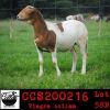 LOT 58 4X MEATMASTER OOIE/EWE COLLEN MEATMASTERS(PER STUK OM LOT TE NEEM/PER PIECE TO TAKE THE LOT) - 2