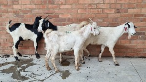 4x VELD GOATS HAMMEL VHUTSHILO MUNYAI (Pay per Animal)