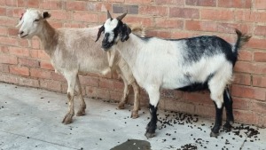 2x VELD GOATS DOE VHUTSHILO MUNYAI (Pay per Animal)