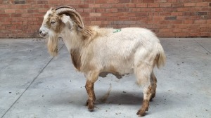 1x VELD GOATS BUCK VHUGALA MPANAMANA