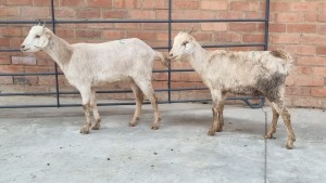 2x VELD GOATS DOE VHUTSHILO MUNYAI (Pay per Animal)