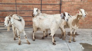 4x VELD GOATS DOE VHUTSHILO MUNYAI (Pay per Animal)