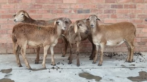 4x MEATMASTER EWE FAITH FAMILY FARMS - FRANCOIS MARAIS (Pay per Animal)