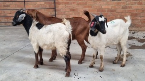 3x VELD GOATS HAMMEL VHUTSHILO MUNYAI (Pay per Animal)