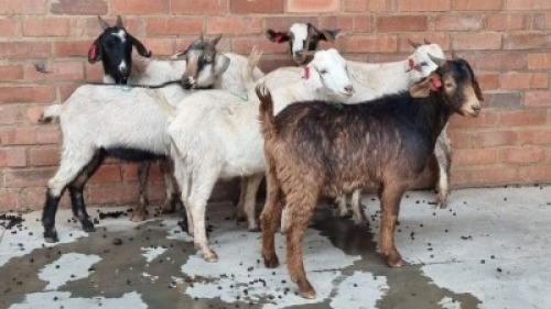 6x VELD GOATS HAMMEL VHUTSHILO MUNYAI (Pay per Animal)