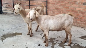 2x VELD GOATS DOE VHUTSHILO MUNYAI (Pay per Animal)