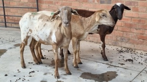 3x MEATMASTER EWE FAITH FAMILY FARMS - FRANCOIS MARAIS (Pay per Animal)
