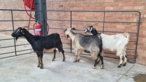 3x VELD GOATS DOE VHUTSHILO MUNYAI (Pay per Animal)