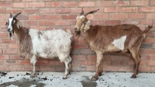 2x VELD GOATS DOE VHUTSHILO MUNYAI (Pay per Animal)