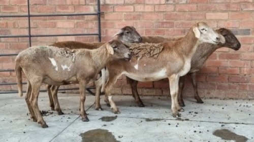 4x MEATMASTER EWE FAITH FAMILY FARMS - FRANCOIS MARAIS (Pay per Animal)