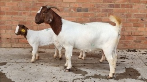 1+2x BOERBOK DOE WALTER KINNEAR