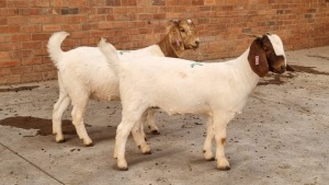 2x BOERBOK DOE WALTER KINNEAR (Pay per Animal)