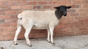 1x DORPER EWE NABBA BOERDERY