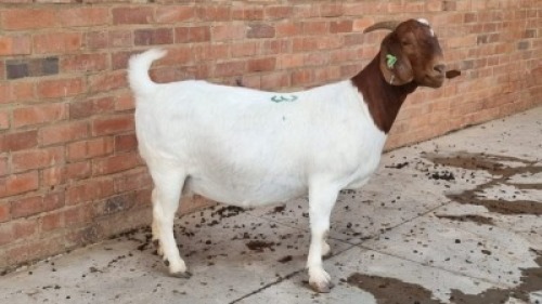 1x BOERBOK DOE WALTER KINNEAR