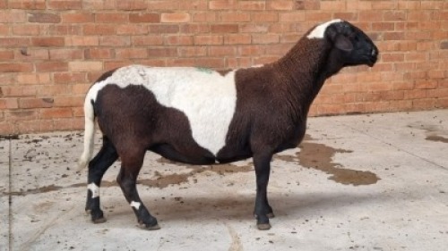 1x MEATMASTER EWE LIVESTOCK 88 84 (PTY) LTD.